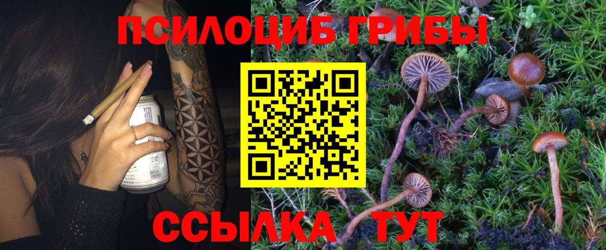 купить наркотики цена  Вход с VPN  Бердск  Галлюциногенные грибы Psilocybe 